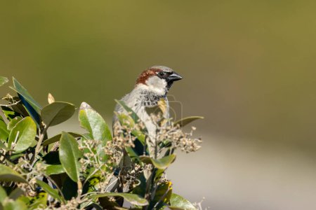 Photo for A male sparrow perched on the top of a hedge in the sunshine with a bright blue sky - Royalty Free Image