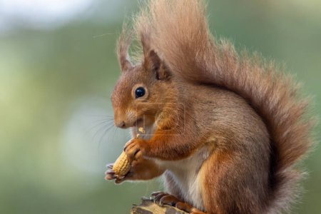 Photo for Red squirrel on a tree eating a nut - Royalty Free Image