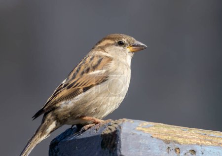 Photo for Male house sparrow sitting on a wooden fence - Royalty Free Image