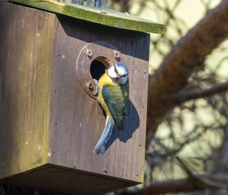 Foto de Blue tit birds getting a nesting box ready in the spring, nest in a box with birds in the woods in the summer - Imagen libre de derechos