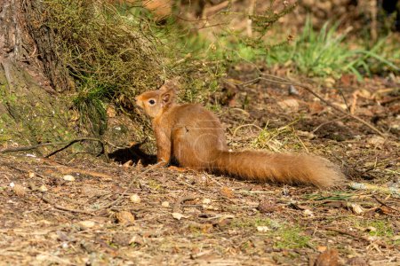 Téléchargez les photos : Un bel écureuil roux écossais dans la forêt, au soleil au printemps, en été - en image libre de droit