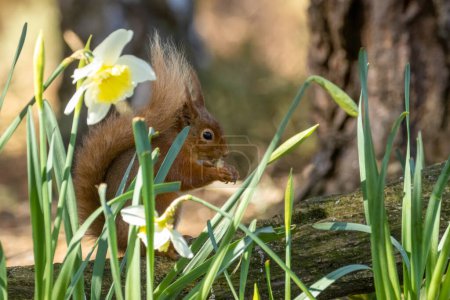 Photo for Beautiful fluffy scottish red squirrel in amongst yellow daffodil flowers in the sunshine in the forest - Royalty Free Image