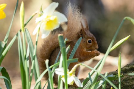 Téléchargez les photos : Beau écureuil roux écossais moelleux parmi les fleurs jaunes de jonquille au soleil dans la forêt - en image libre de droit
