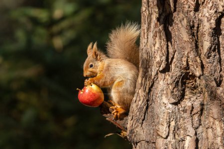 Téléchargez les photos : Écureuil roux écossais mange et équilibre sur une pomme rouge au soleil sur un arbre avec un beau fond vert et la lumière du soleil - en image libre de droit