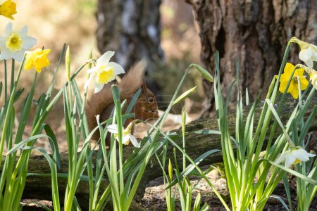 Téléchargez les photos : Beau écureuil roux écossais moelleux parmi les fleurs jaunes de jonquille au soleil dans la forêt - en image libre de droit