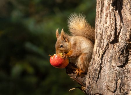 Foto de Ardilla roja escocesa está comiendo y balanceándose sobre una manzana roja bajo el sol en un árbol con precioso fondo verde y luz solar - Imagen libre de derechos