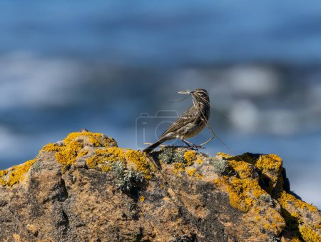 Téléchargez les photos : Un oiseau pipit, petit oiseau brun, sur les rochers du littoral avec un fond naturel d'eau bleue en arrière-plan, rassemblant des matériaux de nidification pour faire un nid pour la reproduction - en image libre de droit