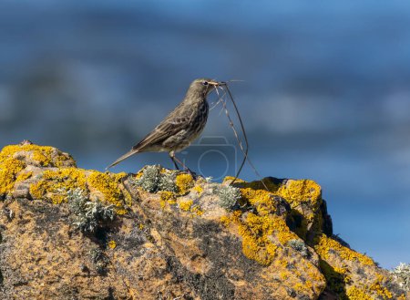 Photo for A rock pipit bird, small brown bird, on the rocks on the coastline with blue water natural background in the background, gathering nesting materials to make a nest for breeding - Royalty Free Image