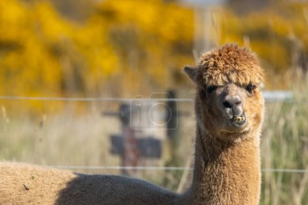 Photo for A closeup shot of a cute brown alpaca pulling funny faces in a field looking at the camera in the sunshine - Royalty Free Image