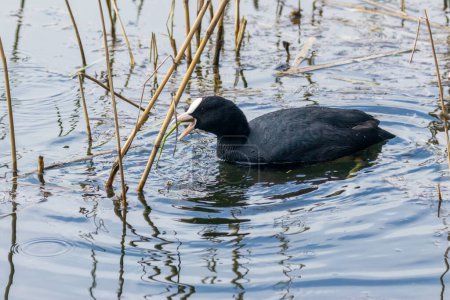 Photo for A coot black and white water bird on the water, on the lake pulling up reeds to eat from the lake - Royalty Free Image