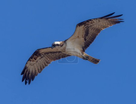 Nahaufnahme eines schönen Fischadlers, eines Greifvogels, der gegen den blauen Himmel fliegt und das Wasser betrachtet, das nach einem Fisch sucht