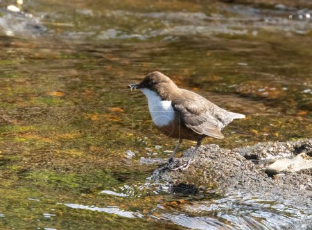 Foto de Hermoso pájaro saltador marrón y blanco en el agua recogiendo comida y hojas para el nido en la primavera bajo el sol - Imagen libre de derechos