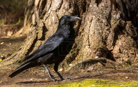 Foto de Cuervo carroñero grande, pájaro corvídeo negro caminando alrededor del sotobosque en el bosque bajo el sol en primavera - Imagen libre de derechos