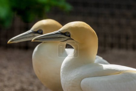 Photo for Great northern gannet couple, pair of gannets gathering sticks to build a nest - Royalty Free Image