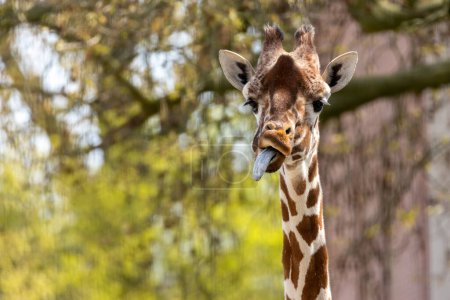 Acercamiento de una jirafa tirando caras divertidas y sacando su lengua 
