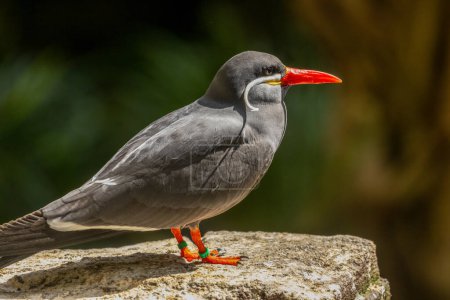 Inca tern, beautiful bird with black plumage, bright red bill and a white moustache