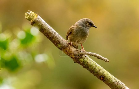 Photo for Beautiful small brown bird, Dunnock, hedge sparrow, perched on a branch in the sunshine with beautiful natural woodland background - Royalty Free Image