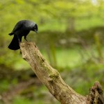 Jackdaw perched on the top of an old tree branch looking for food in the woodland with natural green forest background