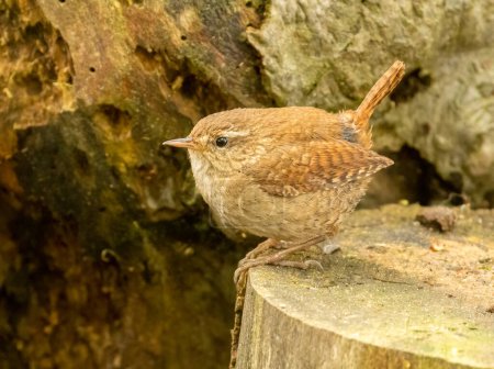 Beautiful tiny brown wren bird curious looking in the woodland perched on old wood in the forest