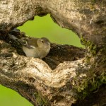 Female chaffinch perched in a hole in an old tree stump framed by natural forest green background