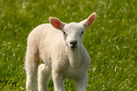 Photo for Cute little spring lamb in a green meadow in the sunshine - Royalty Free Image