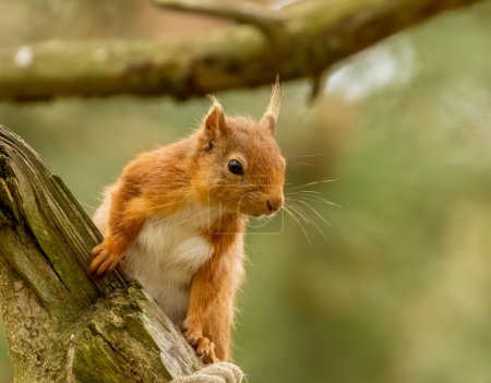 Foto de Curiosa ardilla roja escocesa investigando el bosque - Imagen libre de derechos