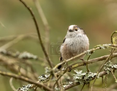 Very cute and fluffy small long tailed tit bird perched on a branch in the woodland with natural forest background in the sunshine 