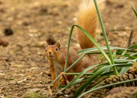 Foto de Curiosa ardilla roja escocesa investigando el bosque - Imagen libre de derechos