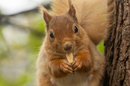 Téléchargez les photos : Gros plan sur le visage, portrait du visage, les yeux d'un écureuil roux écossais, mignon, animal de la forêt rouge regardant la caméra et mangeant une noix - en image libre de droit