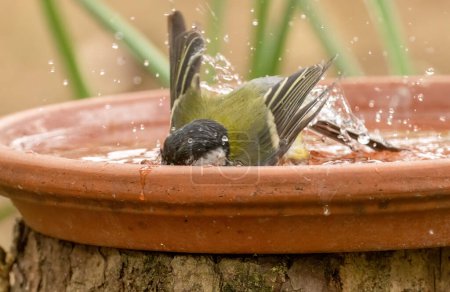 Great tit small bird having a bath and a drink in a water bowl in the woods in the sunshine with bright blue and yellow plumage with natural forest background 