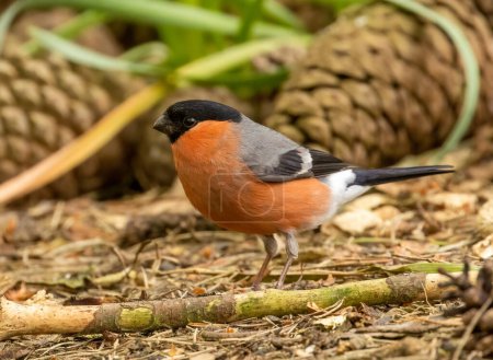 Beautiful red and black plumage feathers male bullfinch small bird foraging on the woodland ground for food in the sunshine in the spring 