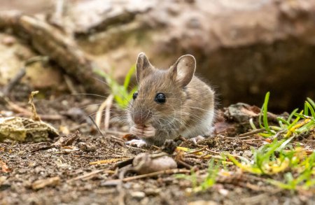 Niedliche kleine braune Maus mit niedlichen großen schwarzen Augen und großen Ohren auf Nahrungssuche auf dem Waldboden im Wald