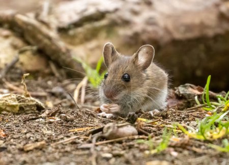 Cute tiny brown mouse with cute big black eyes and big ears foraging for food on the forest floor in the woodland