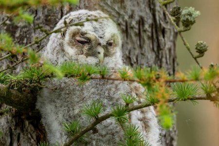 Photo for Young tawny owl, owlet, perched on a branch with big eyes looking at the camera - Royalty Free Image