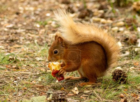 Foto de Linda ardilla roja escocesa comiendo un núcleo de manzana - Imagen libre de derechos