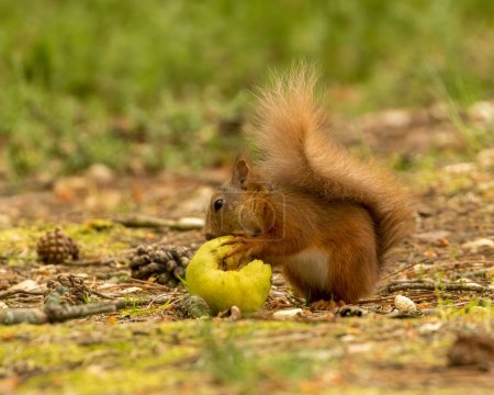 Foto de Linda ardilla roja escocesa comiendo una pera verde - Imagen libre de derechos