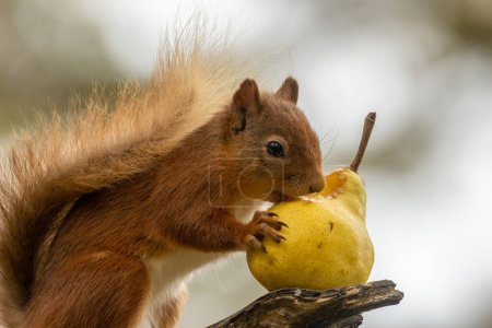 Foto de Linda ardilla roja escocesa comiendo una pera verde - Imagen libre de derechos