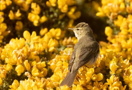 Willow warbler searching for food amongst bright yellow gorse flowers in the sunshine in spring with natural green background