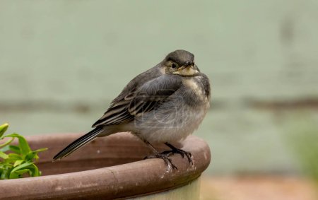 Photo for Baby fledged pied wagtail bird, fledgling, perched in garden - Royalty Free Image