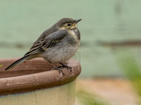 Photo for Juvenile fledgling, newly fledged pied wagtail - Royalty Free Image
