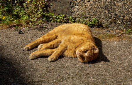 Foto de Jengibre gato doméstico de la mascota acostado en el sol teniendo una siesta - Imagen libre de derechos