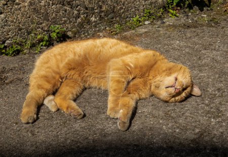 Téléchargez les photos : Gingembre chat domestique couché au soleil ayant une sieste - en image libre de droit