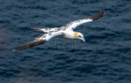 Grandes alcatraces del norte, enorme ave marina con hermosos ojos azules, en vuelo, volando en el cielo azul y llegando a tierra en el lado del acantilado, Trouphead, Escocia 