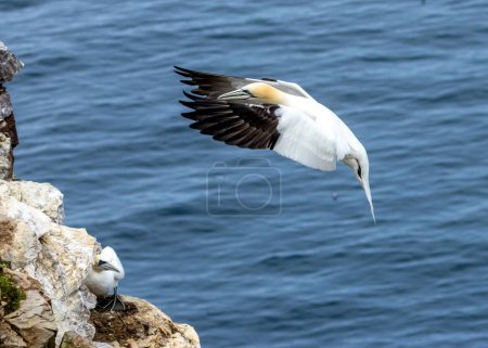 Photo for Great northern gannets, huge seabird with beautiful blue eyes, in flight, soaring in the blue sky and coming in to land on the cliff side, Trouphead, Scotland - Royalty Free Image