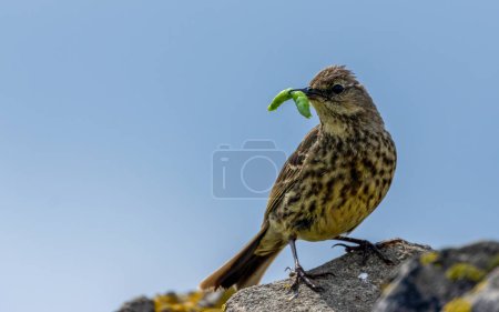 Photo for Red - tailed blackbird ( merphoenula ula merula ) perched on the rocks - Royalty Free Image