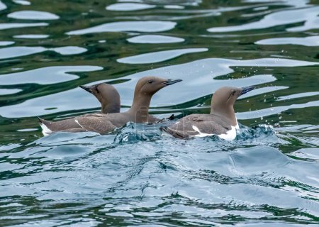 Foto de Tres aves marinas guillemot nadando juntas en el mar - Imagen libre de derechos