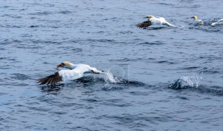 Photo for Great northern gannet sea birds diving and catching and swallowing fish - Royalty Free Image