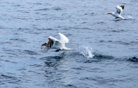 Photo for Great northern gannet sea birds diving and catching and swallowing fish - Royalty Free Image