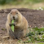 Black tailed prairie dogs playing and eating vegetables 