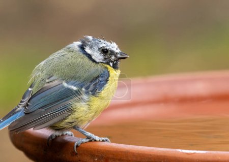 Photo for Baby newly fledged blue tit small bird with scruffy feathers as adult plumage comes through - Royalty Free Image